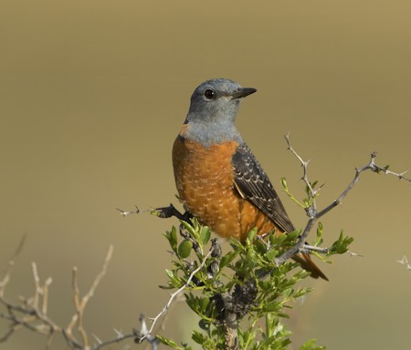 Animal, Bird, Finch, Jay, Robin